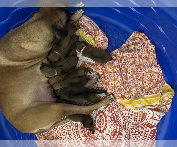 Medium Photo #2  Breeder Profile in DAYTONA BEACH, FL, USA