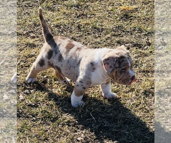 Medium Photo #15  Breeder Profile in GROVE CITY, MN, USA