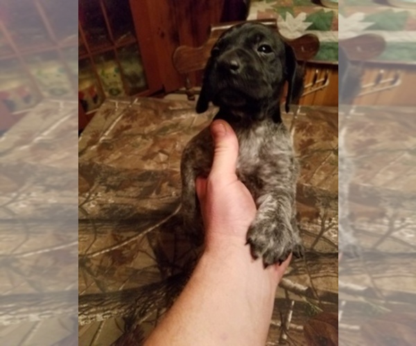 Medium Photo #1  Breeder Profile in WILLIAMSPORT, PA, USA