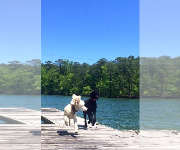 Medium Photo #1  Breeder Profile in ALEXANDER CITY, AL, USA