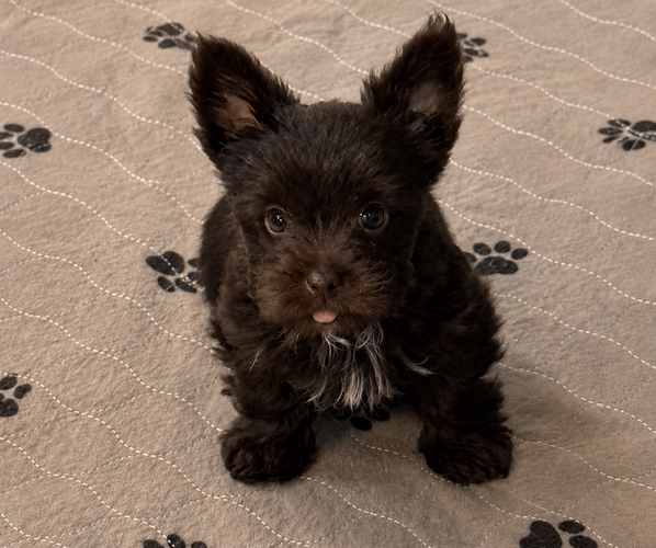 Medium Photo #7  Breeder Profile in DAYTON, TX, USA