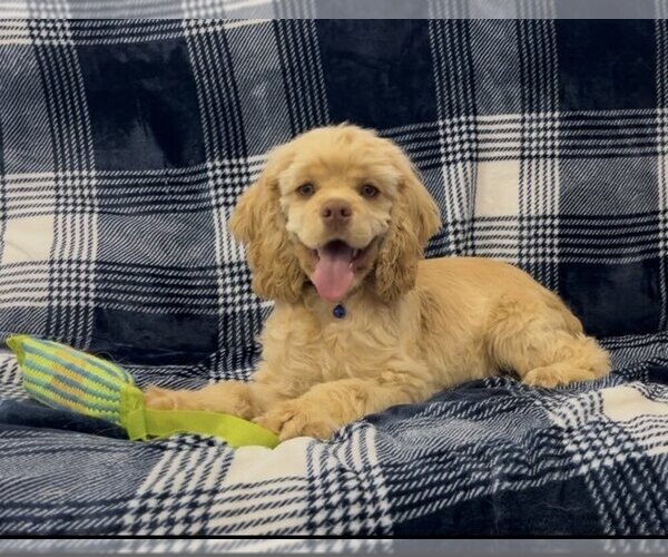 Medium Photo #58  Breeder Profile in Aylmer, Ontario, Canada