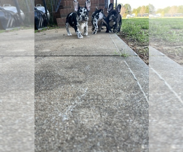 Medium Photo #2  Breeder Profile in CLEVELAND, NC, USA