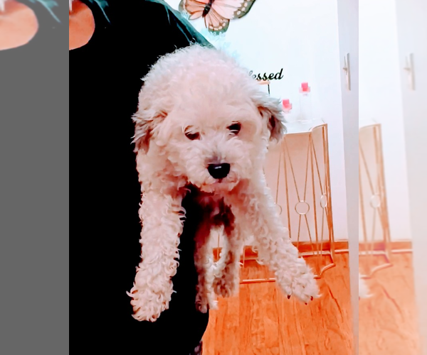 Medium Photo #3  Breeder Profile in AKRON, OH, USA