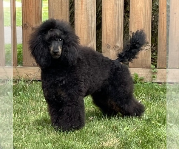 Medium Photo #1  Breeder Profile in BARBERTON, OH, USA
