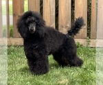 Small breeder photo