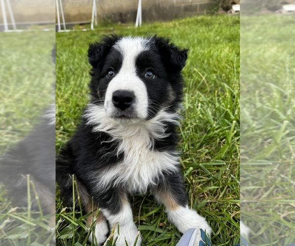 Medium Photo #18  Breeder Profile in SWANNANOA, NC, USA