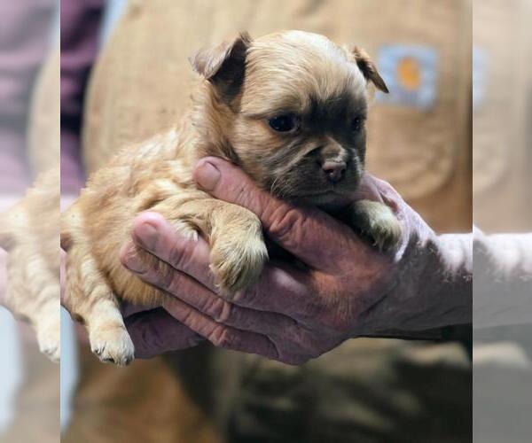 Medium Photo #6  Breeder Profile in WINLOCK, WA, USA