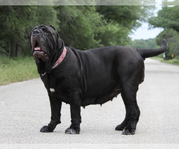 Medium Photo #36  Breeder Profile in SAN MARCOS, TX, USA