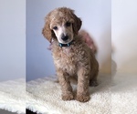 Small breeder photo