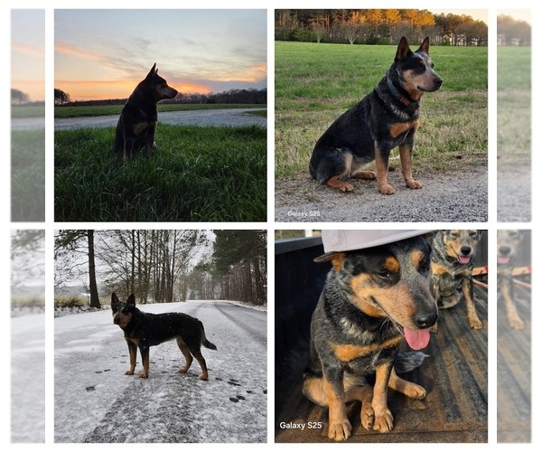 Medium Photo #3  Breeder Profile in CANON, GA, USA