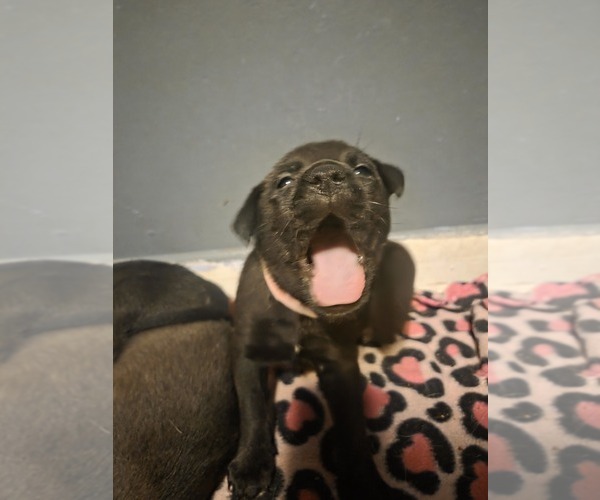 Medium Photo #7  Breeder Profile in GENOA, IL, USA