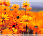 Small Photo #1  Breeder Profile in SENECA FALLS, NY, USA