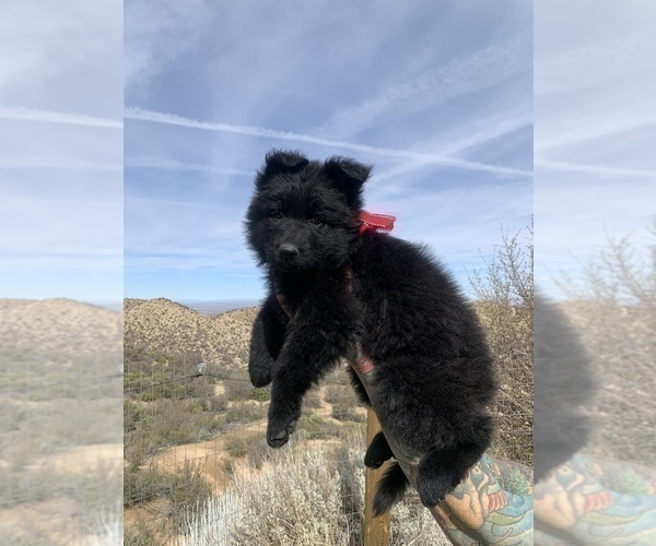 Medium Photo #140  Breeder Profile in PINON HILLS, CA, USA