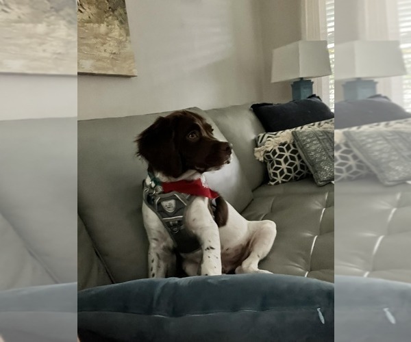 Medium Photo #182  Breeder Profile in HORTENSE, GA, USA