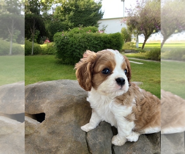 Medium Photo #2  Breeder Profile in ABILENE, TX, USA