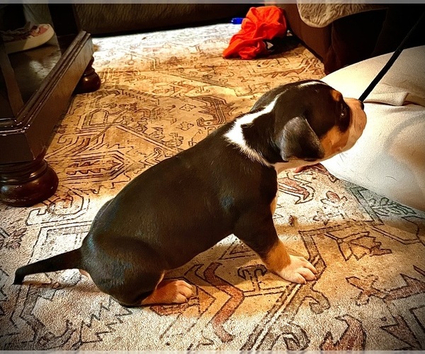 Medium Photo #34  Breeder Profile in FORT MITCHELL, AL, USA