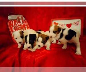 Jack Russell Terrier Dog Breeder near LINCOLN, IL, USA