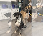Small breeder photo