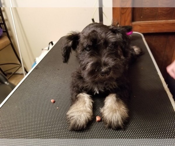 Medium Photo #1  Breeder Profile in BLUE SPRINGS, MO, USA
