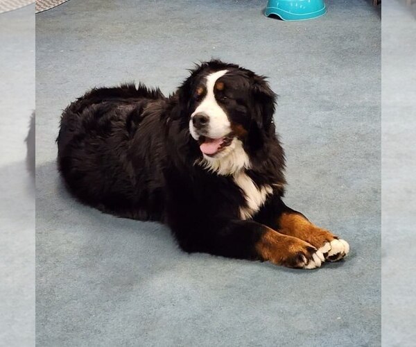 Medium Photo #1  Breeder Profile in WHITEWOOD, SD, USA