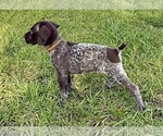 Small breeder photo