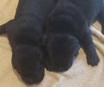 Small #6 Breeder Profile image