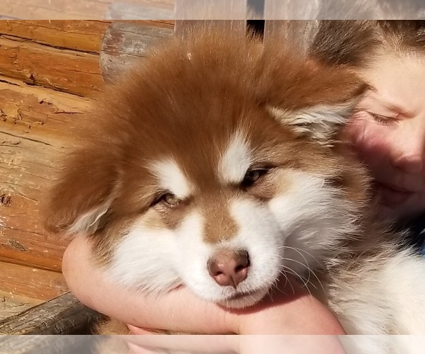 Medium Photo #1  Breeder Profile in CLARK, WY, USA