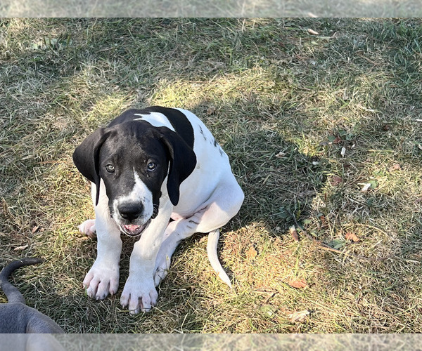 Medium Photo #28  Breeder Profile in ORR, MN, USA