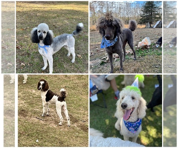 Medium Photo #1  Breeder Profile in LEXINGTON, SC, USA