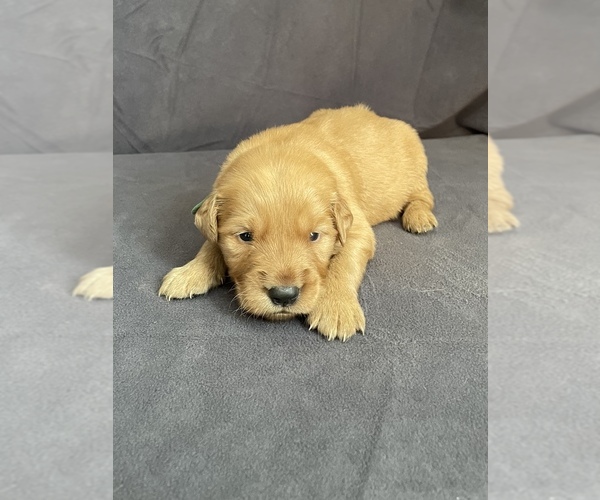 Medium Photo #3  Breeder Profile in HACKETT, AR, USA
