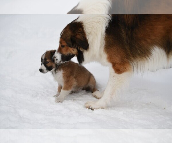 Medium Photo #25  Breeder Profile in PARIS, MI, USA