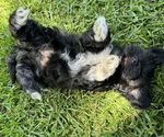 Small #15 Breeder Profile image