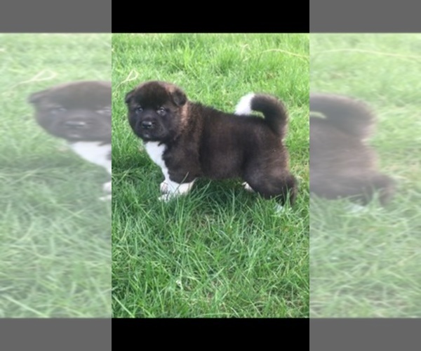 Medium Photo #1  Breeder Profile in FISHERS, IN, USA
