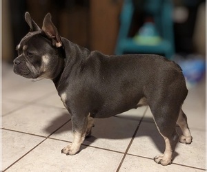 French Bulldog Dog Breeder near GAINESVILLE, FL, USA