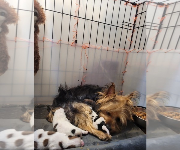 Medium Photo #94  Breeder Profile in AKRON, OH, USA