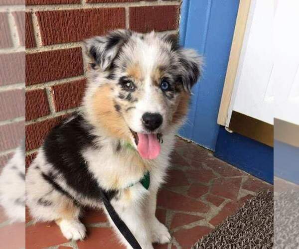 Medium Photo #18  Breeder Profile in DOTHAN, AL, USA