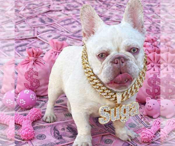 Medium Photo #1  Breeder Profile in GLEN BURNIE, MD, USA