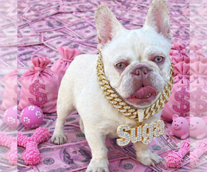 French Bulldog Dog Breeder near GLEN BURNIE, MD, USA