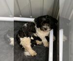 Small #2 Breeder Profile image