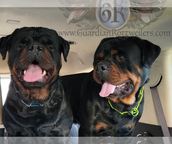 Medium Photo #1  Breeder Profile in BARGERSVILLE, IN, USA
