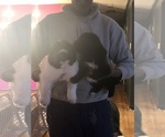 Small #4 Breeder Profile image