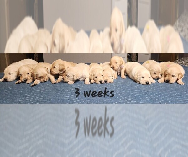 Medium Photo #1  Breeder Profile in FLINT, TX, USA
