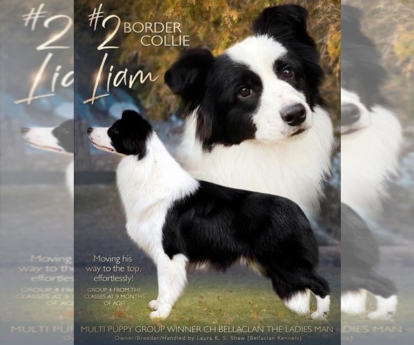 Medium Photo #20  Breeder Profile in BRYANTOWN, MD, USA
