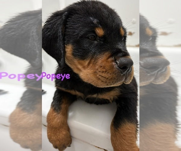 Medium Photo #7  Breeder Profile in GILBERT, WV, USA
