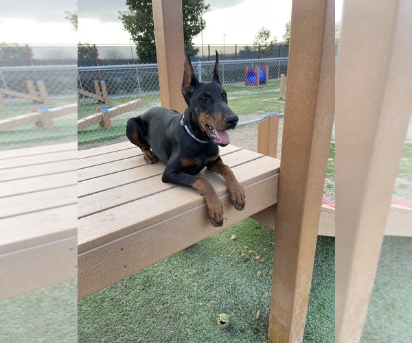 Medium Photo #8  Breeder Profile in NUEVO, CA, USA