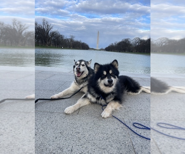 Medium Photo #39  Breeder Profile in FREDERICK, MD, USA