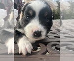 Small #1 Breeder Profile image
