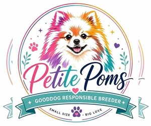 Pomeranian Dog Breeder near GUN BARREL CITY, TX, USA