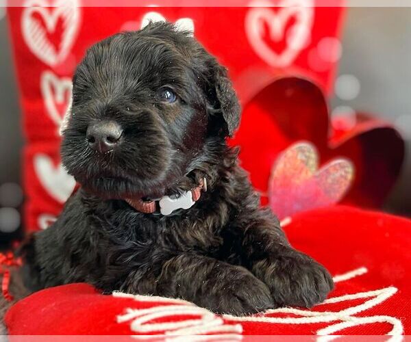 Medium Photo #12  Breeder Profile in S CHARLESTON, WV, USA